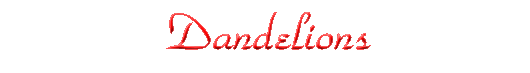 Dandelions
